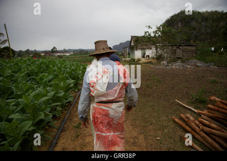 Un cultivateur de tabac marche dernières ses récoltes dans ses champs à l'extérieur de Cuba, Vinales Banque D'Images