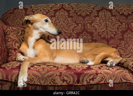 Portrait d'un relaxant Lurcher sur un canapé Banque D'Images