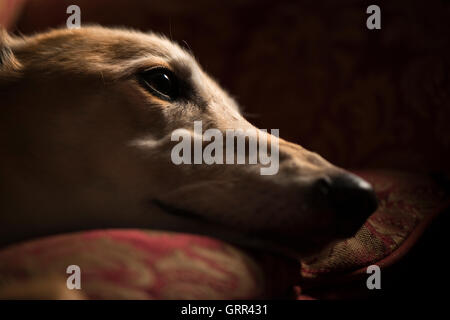 Portrait d'un lurcher détente sur un canapé. Banque D'Images