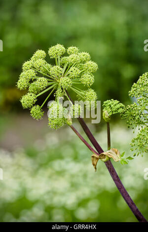 Angelica archangelica flower Banque D'Images