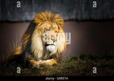 Lion d'Afrique. Panthera leo, le Woburn Safari Park. Banque D'Images