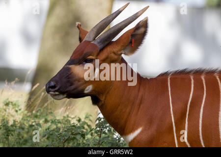 La montagne de l'Est Bongo. Tragelaphus eurycerus isaaci ssp., le Woburn Safari Park. Banque D'Images