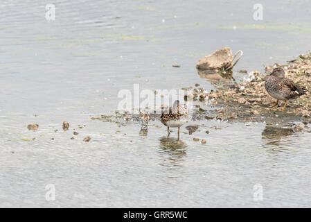 Passage un peu éclipsé par le Canard chipeau à Rye Meads, la première observation depuis 1984 Banque D'Images