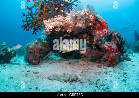 Gâterins se cachant sous un couvert de corail magnifique rock Banque D'Images