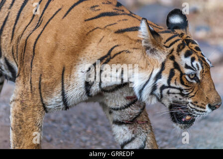 Tigre du Bengale machali fermer jusqu'à côté de la Réserve de tigres de Ranthambore, en Inde. (Panthera tigris) Banque D'Images