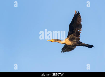 Un Cormoran à aigrettes voler contre un ciel bleu. Banque D'Images