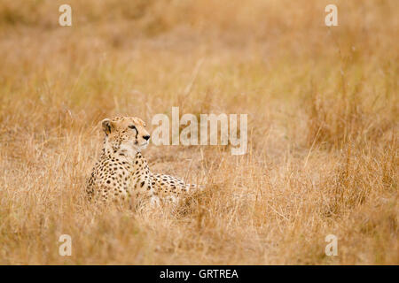 Cheetah dans l'herbe Banque D'Images