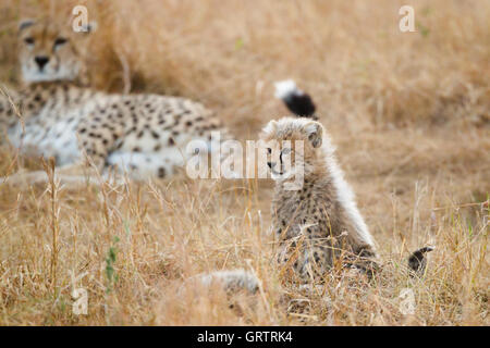 La famille guépard dans l'herbe Banque D'Images