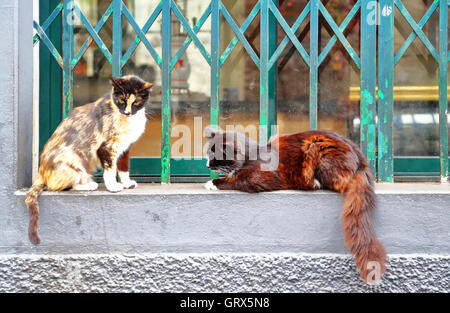 Deux chats couchés sur un rebord de fenêtre à Madère, Portugal Banque D'Images