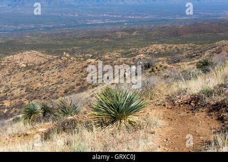 Le sentier passant par l'Arizona yuccas dans les Black Hills de l'Arizona. Banque D'Images