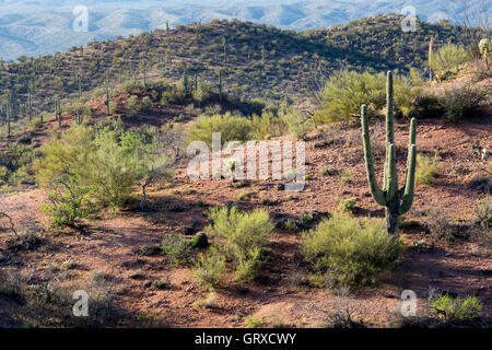 Un saguaro cactus poussant sur une colline rocheuse avec d'autres formes de végétation du désert au sud de l'Arizona. Banque D'Images