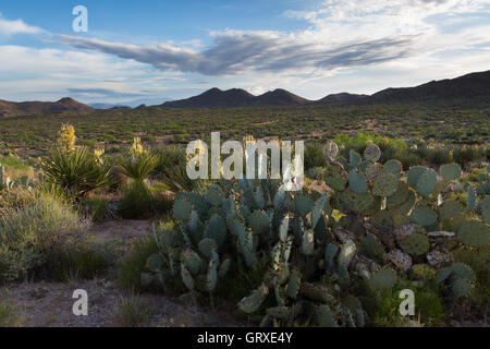 Cactus et yucca fleurs plantes dans les montagnes de Tortilla du sud de l'Arizona. Banque D'Images