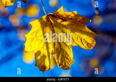 Les feuilles d'érable jaune en Septembre Banque D'Images