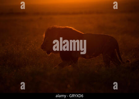 Un lion africain promenades au lever du soleil, dans le Masai Mara Banque D'Images