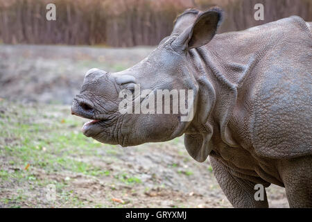 Rhino dans une clairière, un portrait Banque D'Images