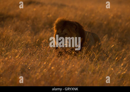 Un lion africain promenades au lever du soleil, dans le Masai Mara Banque D'Images