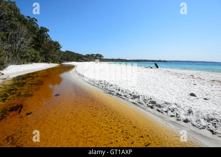 Avis de pastille verte dans la ville pittoresque de Jervis Bay, parc national Booderee, New South Wales, NSW, Australie Banque D'Images