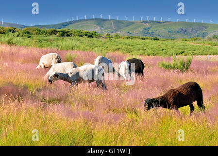 Portugal : un groupe de moutons blancs avec un mouton noir au milieu d'un terrain de montagne avec des fleurs roses on Green grass Banque D'Images