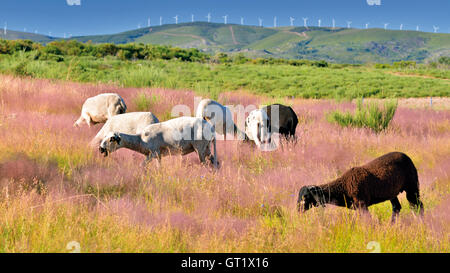 Portugal : un groupe de moutons blancs avec deux brunes des brebis au milieu d'une zone de montagne avec des fleurs roses on Green grass Banque D'Images