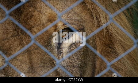 La mise en cage, un lion sauvage est protégé contre le peuple mais rate l'open bush Banque D'Images