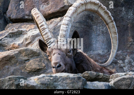 Grande vieille sibérienne ibex avec grandes cornes Banque D'Images