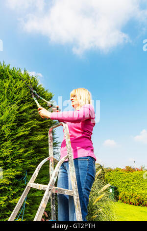 Woman on stepladders Cisailles coupe haie avec jardinier jardinage coupe de couverture sur des échelles UK Angleterre GO Banque D'Images