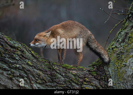 Red Fox / Rotfuchs ( Vulpes vulpes ) dans funny pose, debout sur un tronc d'arbre, jour de pluie au crépuscule. Banque D'Images