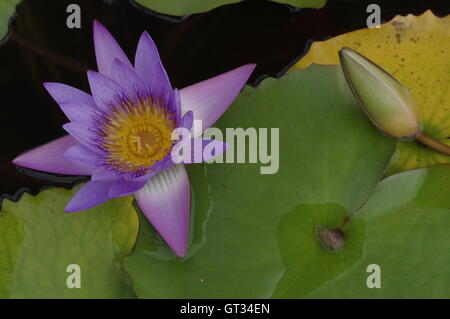 Lily violet dans l'étang par une belle journée ensoleillée, violet fleur de lotus Banque D'Images