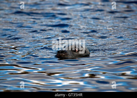 Phoque commun (aka harbour ou le phoque commun (Phoca vitulina), nager avec les yeux et les narines, juste au-dessus de la surface , Île de Skye Banque D'Images