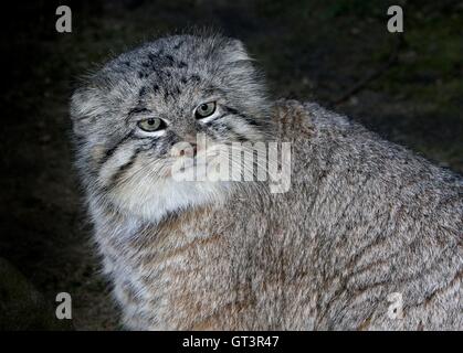 Gros plan Portrait d'un homme le chat de Pallas d'Asie centrale (Otocolobus Manul ou manul, Felis manul) Banque D'Images