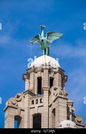 Sur le liver bird Royal Liver Building conçu par Carl Bernard Bartels Pier Head Liverpool Banque D'Images