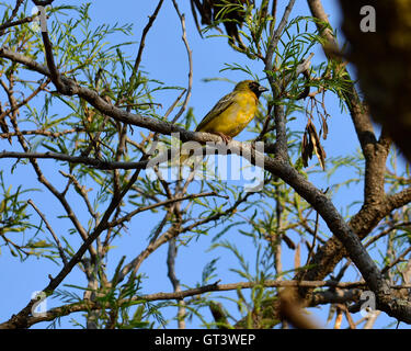 Le sud de masked weaver (Ploceus velatus). Oiseau noir jaune weaver face aux yeux rouges sur fond de ciel bleu. Banque D'Images