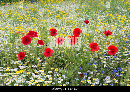 Ligne de coquelicots rouges avec barbeaux parmi les tribunes de camomille dans une prairie de fleurs sauvages. UK Banque D'Images