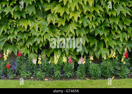 Du Parthenocissus tricuspidata. Boston ivy / réducteur japonais sur un mur de jardin avec fleurs snapdragon. Arles, France Banque D'Images