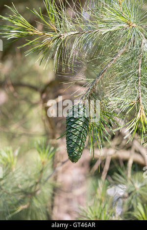 Pinus armandii. Les cônes du pin blanc chinois Banque D'Images