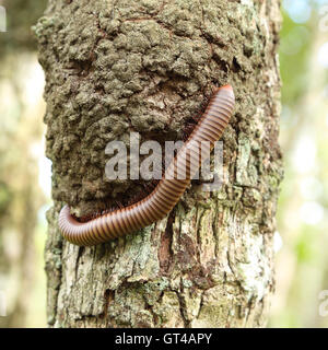 Mille-pattes grimper sur tree Banque D'Images