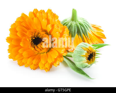 Fleurs Calendula isolé sur fond blanc. Banque D'Images