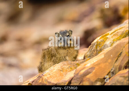 Mossel Bay se trouve sur la côte de l'Océan Indien de l'Afrique du Sud et fait partie de la Route des Jardins. Rock Hyrax. Banque D'Images