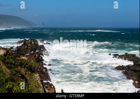 Le parc national de Tsitsikamma est une réserve côtière sur la Garden Route en Afrique du Sud. La tempête fait partie du parc à 80 km du littoral. Banque D'Images