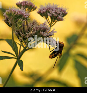 Eristalis arbustorum mâle Hoverfly, Diptera Syrphidae,,. Profil. Banque D'Images