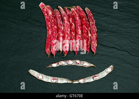 Phaseolus vulgaris Haricot Borlotti avec rose et blanc tacheté cas ...