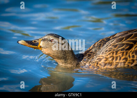 Canard colvert femelle Banque D'Images