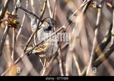 Moineau domestique Banque D'Images