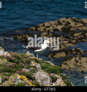 Great Black Backed Goll, Larus Marinus sur les falaises de la mer à Pig's Paradise sur l'île de Colonsay, Écosse, Royaume-Uni. Banque D'Images