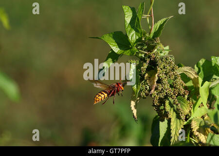 Une abeille killer Hornet en vol en face de feuilles vertes et d'arrière-plan flou Banque D'Images