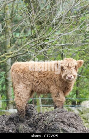 Veau Highland Banque D'Images