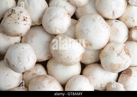 Arrière-plan de champignons blancs frais entier, Agaricus bisporus, vue du dessus, un champignon cultivé un populaire Banque D'Images