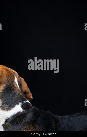 Résumé Portrait de la tête et le dos d'un chiot Beagle. Banque D'Images