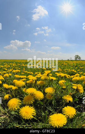 Domaine de pissenlits, Burgenland, Autriche Banque D'Images