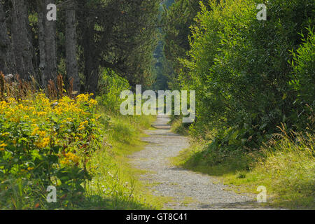 En chemin le long de la forêt Le Lac de Sils, Grisons, Suisse Banque D'Images